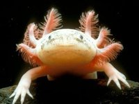 The Axolotl Project